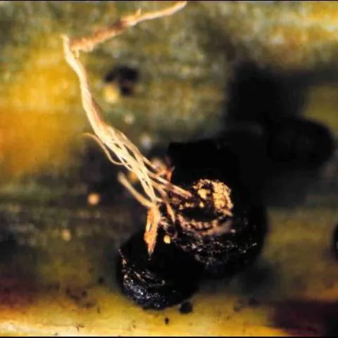 thumbnail for publication: Graphiola Leaf Spot (False Smut) of Palm